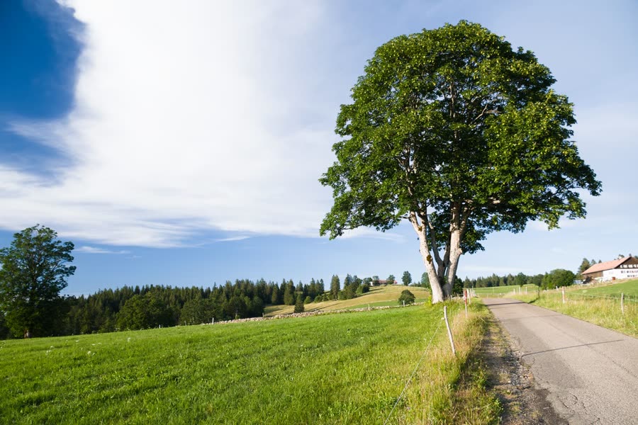 Einzelner Baum auf einer Wiese
