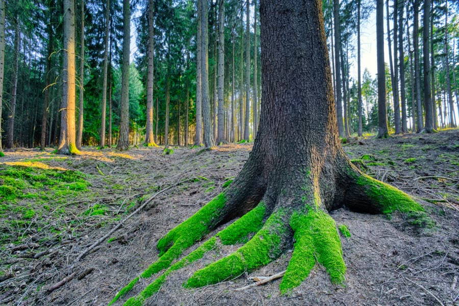 Baum mit moosigen Wurzeln
